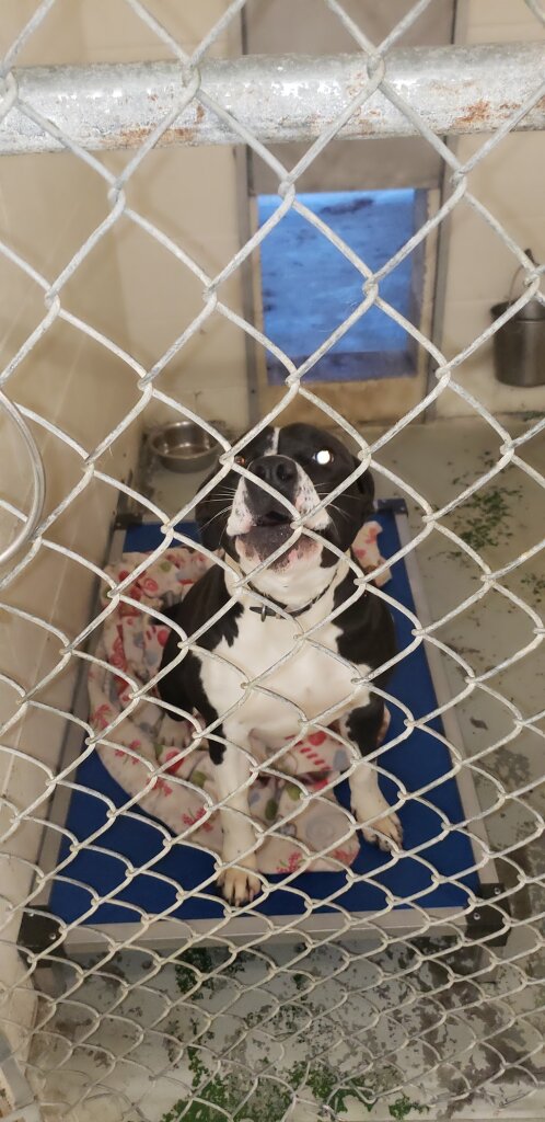 Green River Animal Shelter