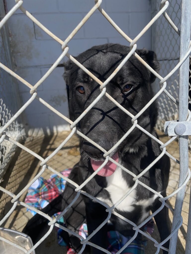Flora Shropshire Animal Shelter