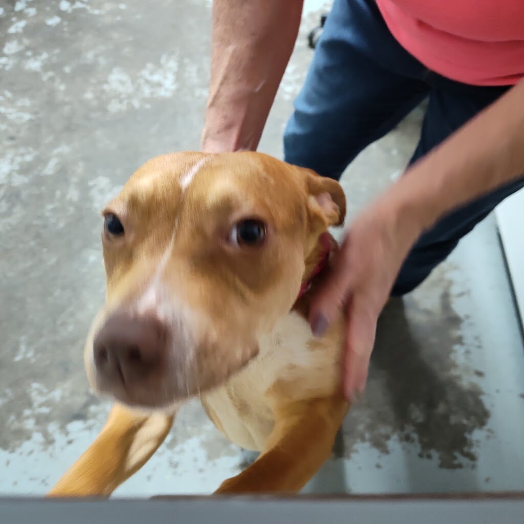 Humane Society of Muhlenberg