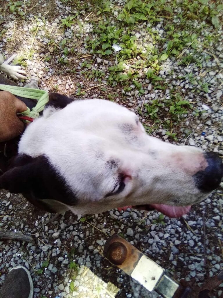 Mud Creek Animal Rescue