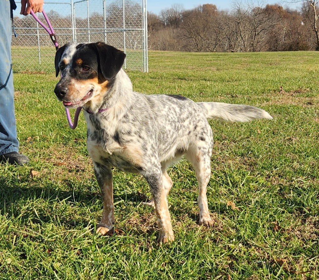 Breckinridge County Animal Shelter