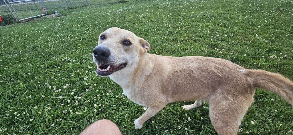 Montgomery County Animal Shelter