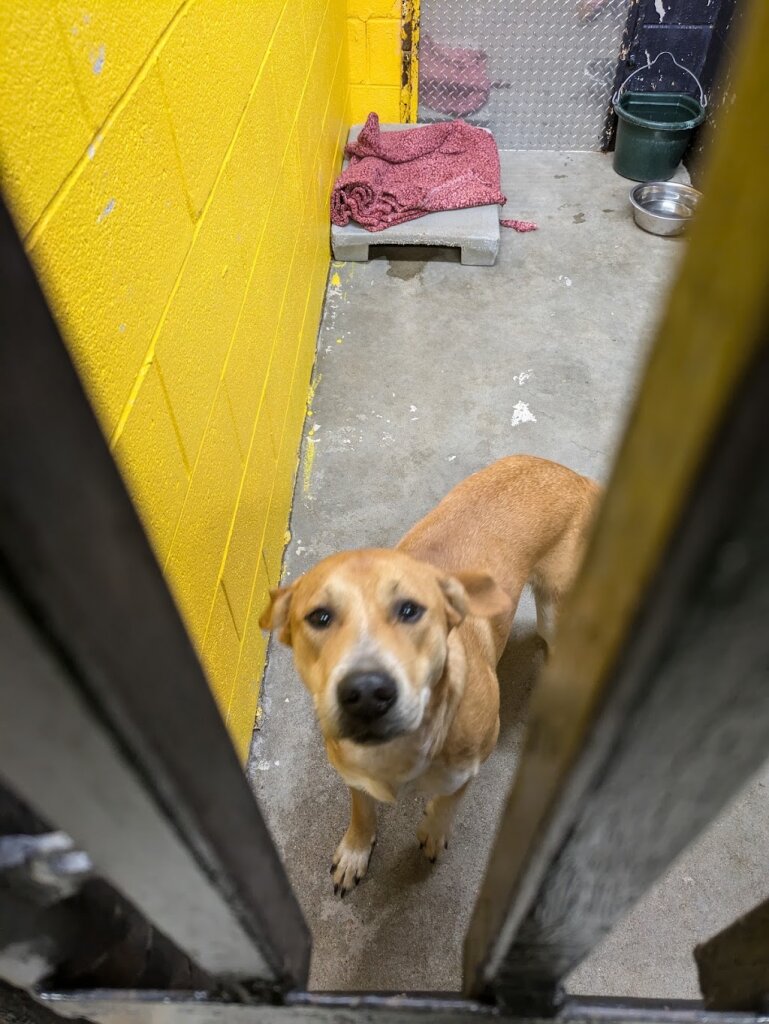 Murray-Calloway Co. Animal Shelter