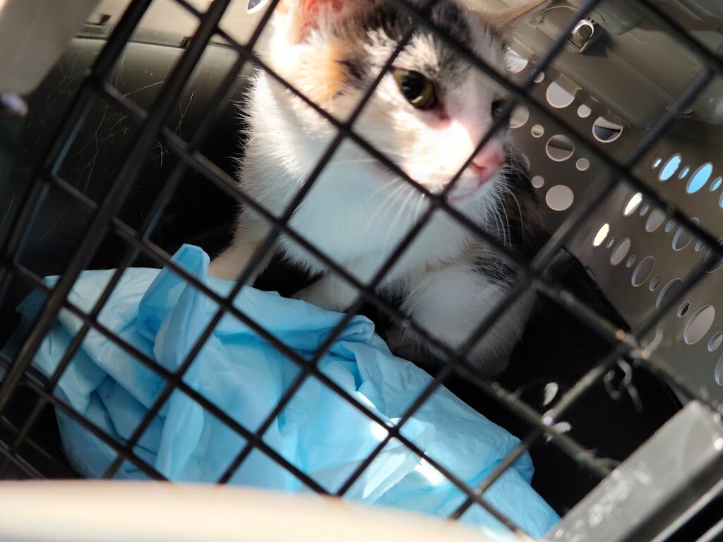 Humane Society Animal League