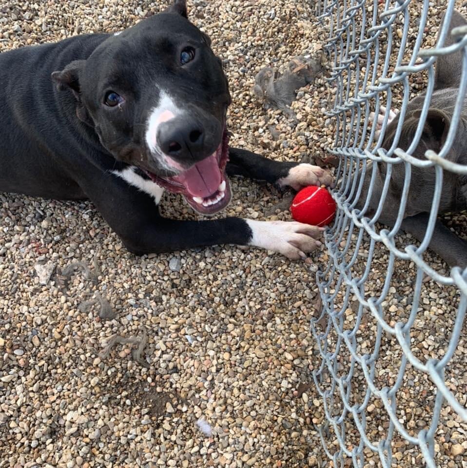 Haseya's New Beginning Animal Rescue