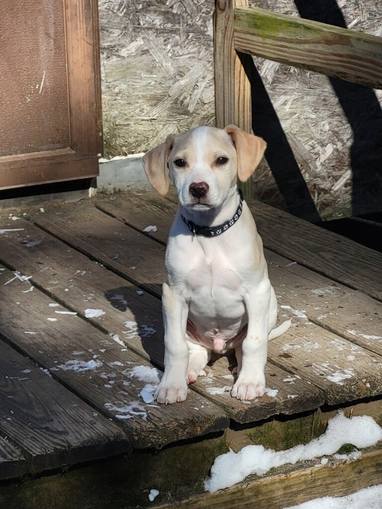 3 Dogs Rescue in Berwick, ME