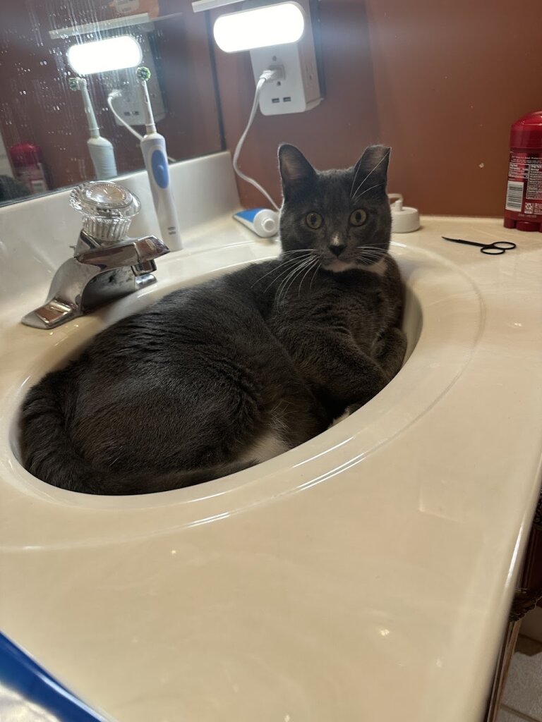 7 More Cats Rescue animal shelter in Saint Charles, MO