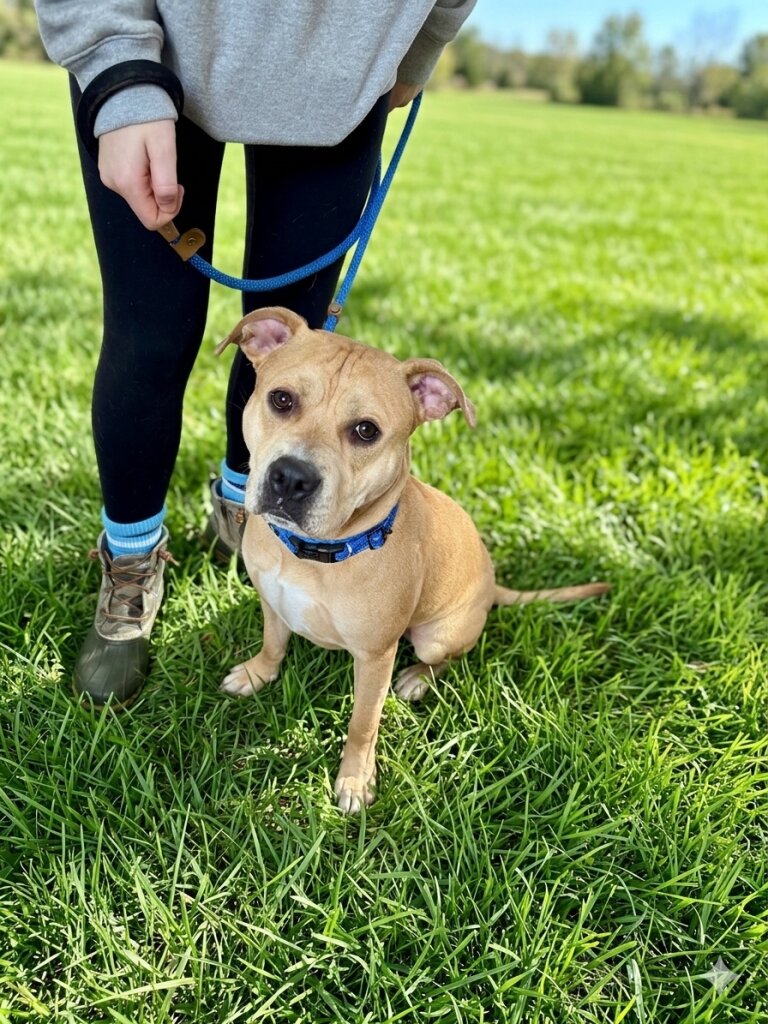 A Good Dog Rescue animal shelter in Ossining, NY