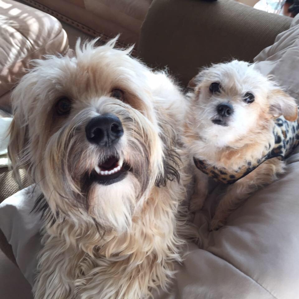 A New Leash on Life Pet Rescue and Transport animal shelter in Eugene, OR