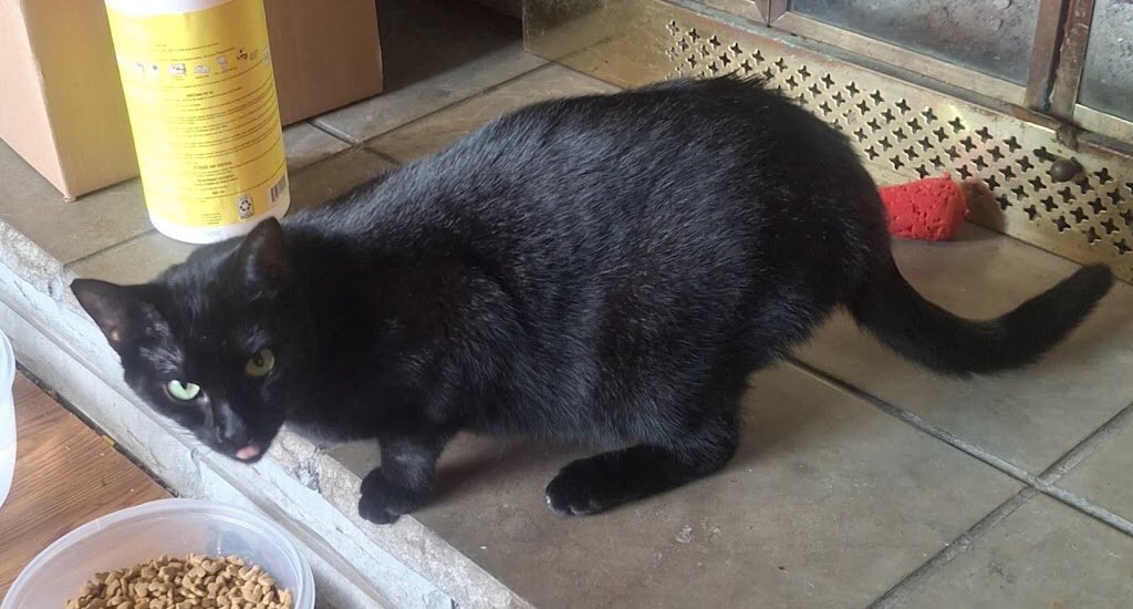 A New Start Kitty Shelter in Castile, NY