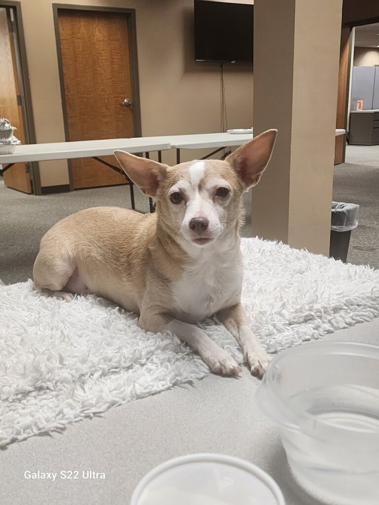 A Paw and A Prayer Dog Rescue animal shelter in Chattanooga, TN
