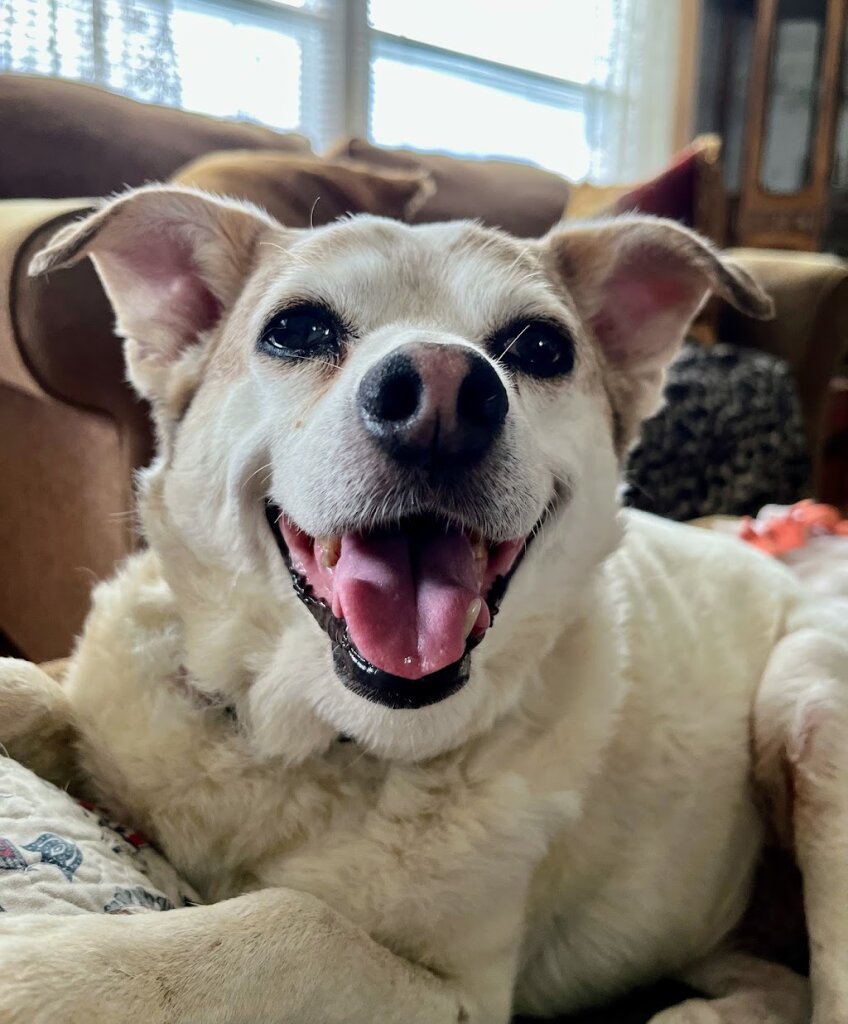 Abby Road Rescue Sanctuary in Lavon, TX
