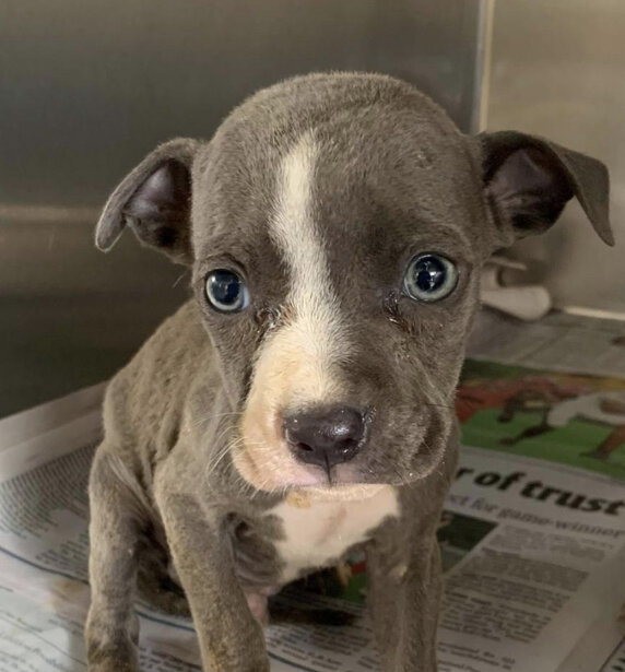 Aberdeen Animal Shelter in Aberdeen, MS