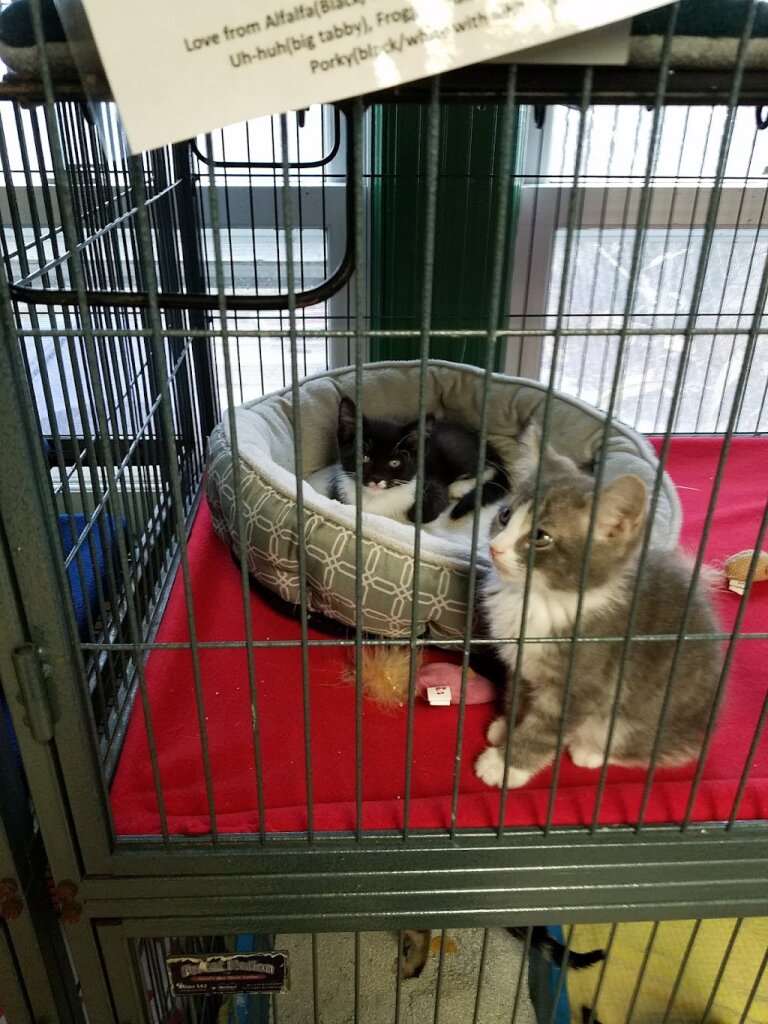 Aberdeen Area Humane Society in Aberdeen, SD