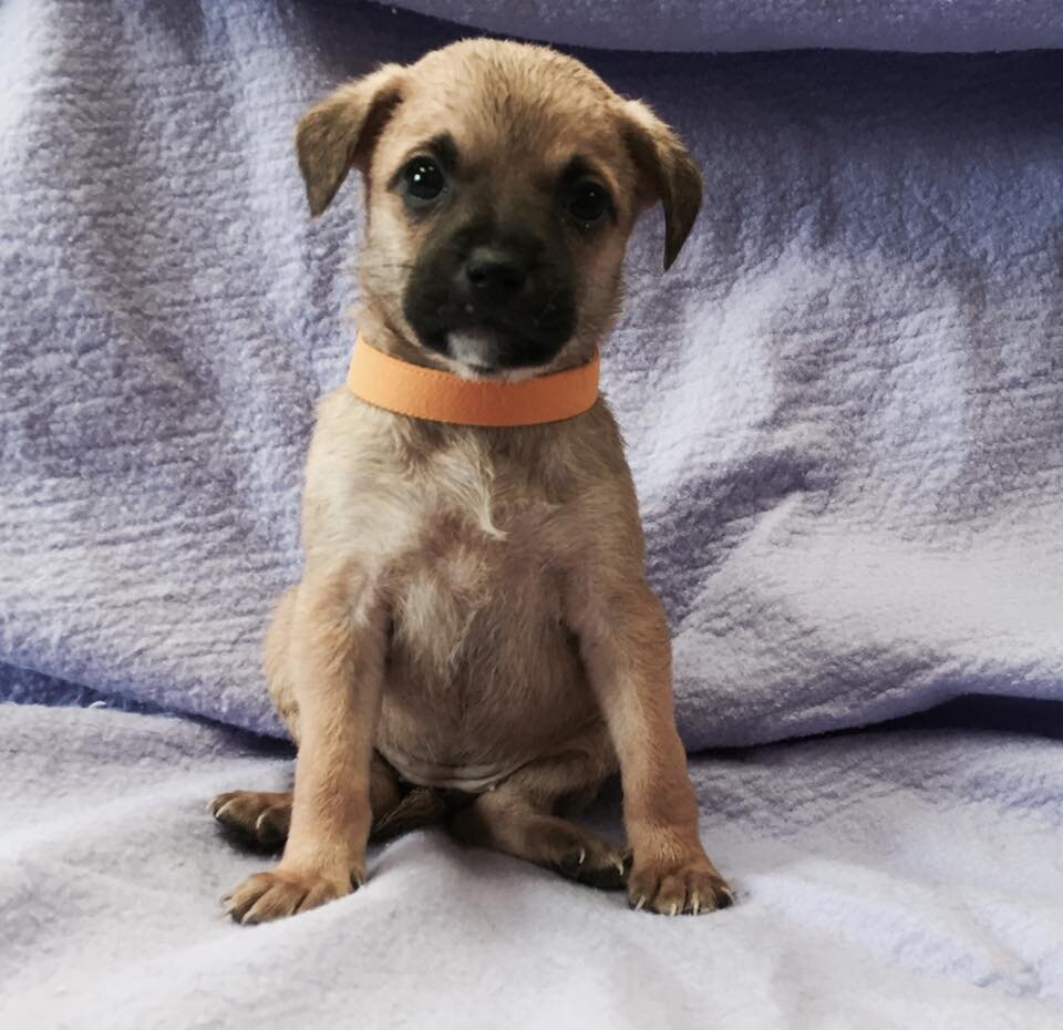Adams County Pet Rescue in Othello, WA