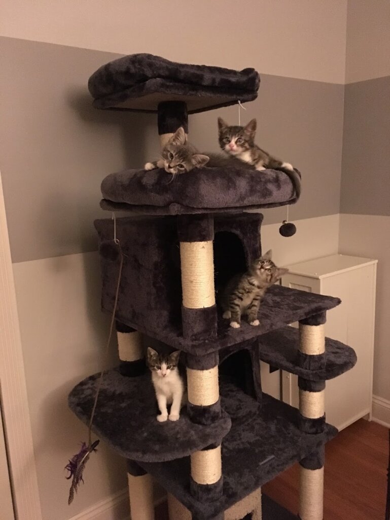 Adirondack Region Cat Adoption Center animal shelter in Glens Falls, NY
