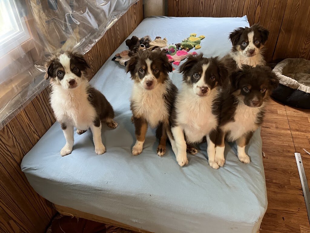 Adopt-A-Dog Animal Rescue, Inc. animal shelter in Chappell, NE