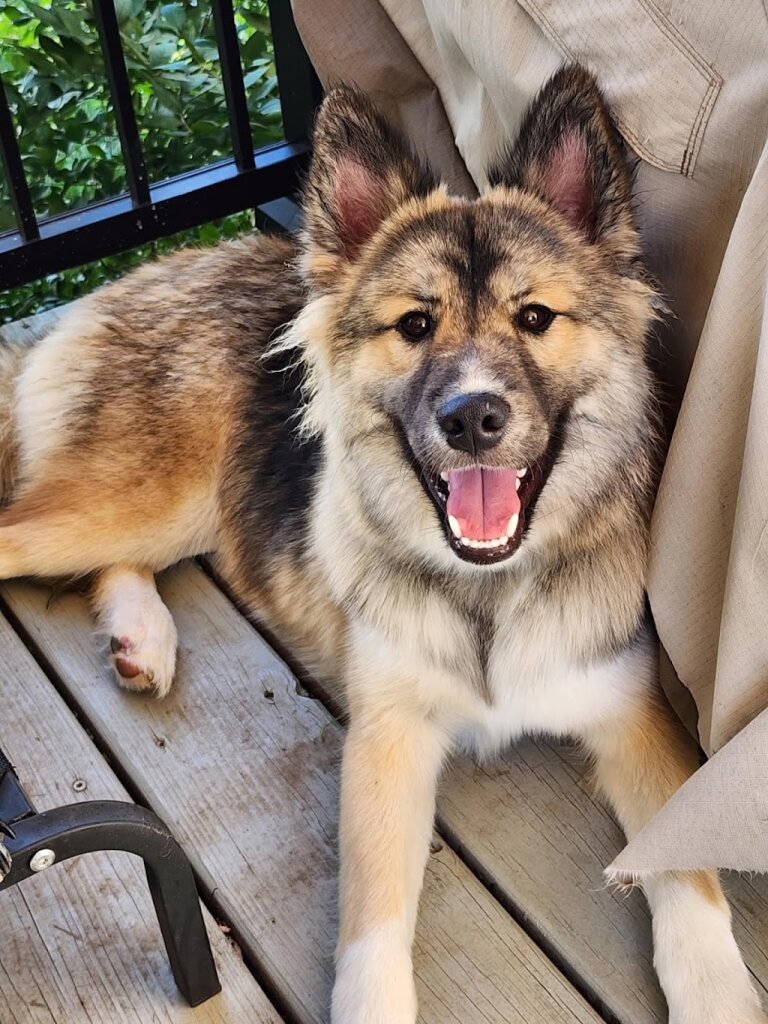 Adopt Rescue Foster in Peculiar, MO