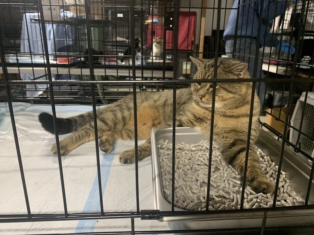 Akron Rescue Cats, Inc. 67 animal shelter in Akron, NY
