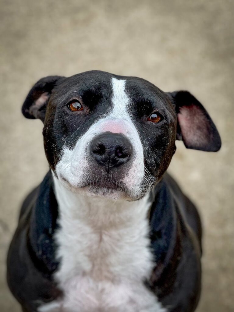 Al-Van Humane Society Adoption & Community Education Center in South Haven, MI
