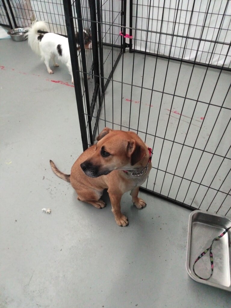 Alaska Animal Rescue Friends AARF animal shelter in Anchorage, AK