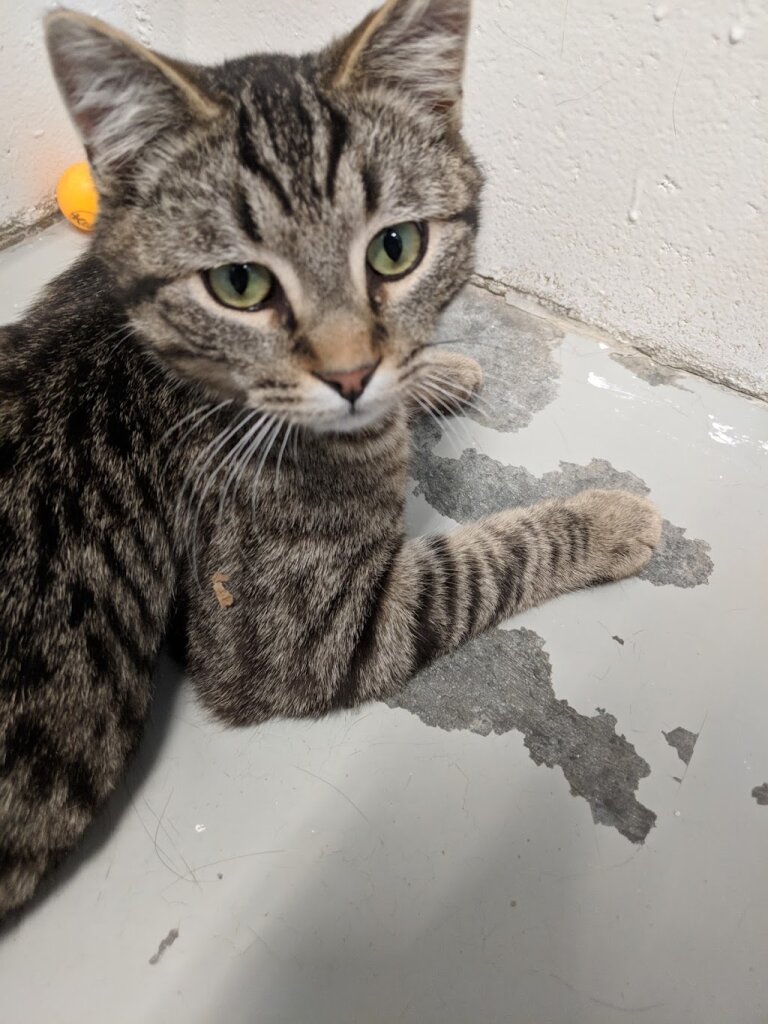 Alcona Humane Society animal shelter in Lincoln, MI