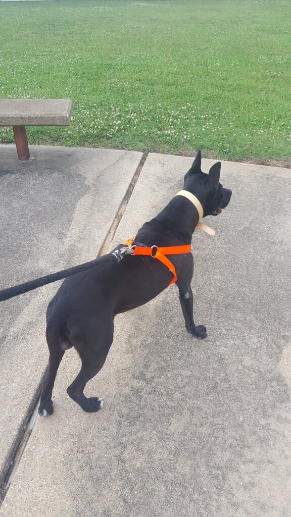 Alexandria Animal Shelter in Alexandria, LA