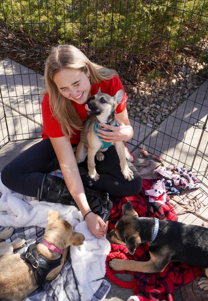All Aboard Animal Rescue animal shelter in Fort Collins, CO