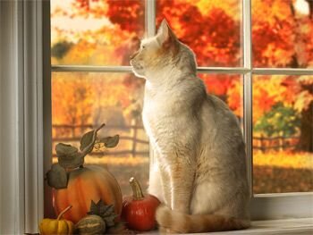 All About Pets Rescue in Troupsburg, NY