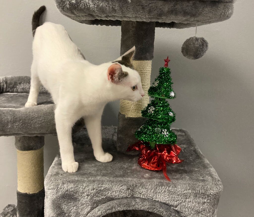 All Animal Rescue & Friends (AARF) in Morgan Hill, CA