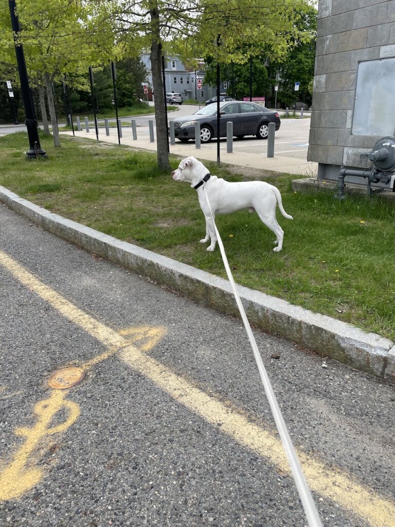 All Dogs Lives Matter Dog Rescue INC. animal shelter in Braintree, MA