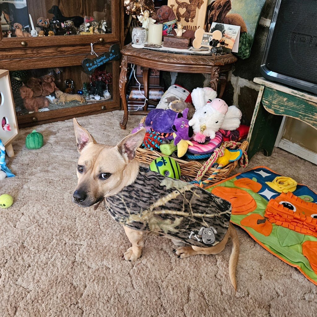All Hearts Rescue in Polson, MT