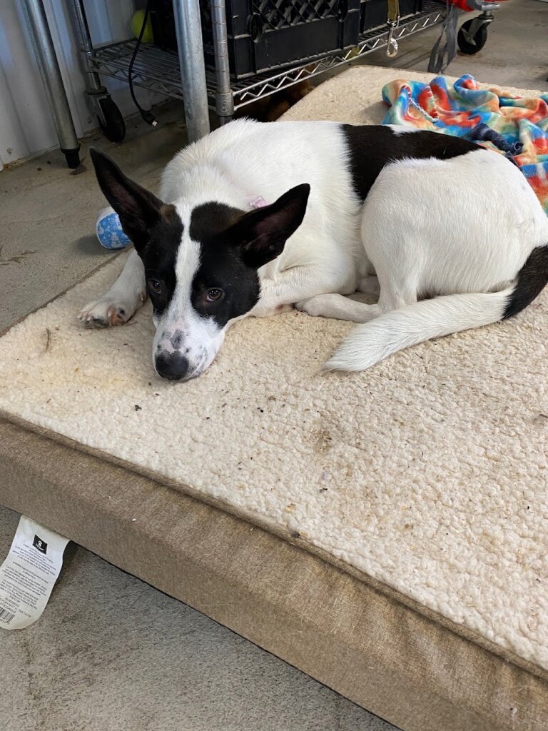 All Paws Count (aka Utah Valley Animal Rescue) in Spanish Fork, UT