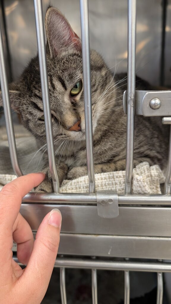 Almost Home Humane Society animal shelter in Lafayette, IN
