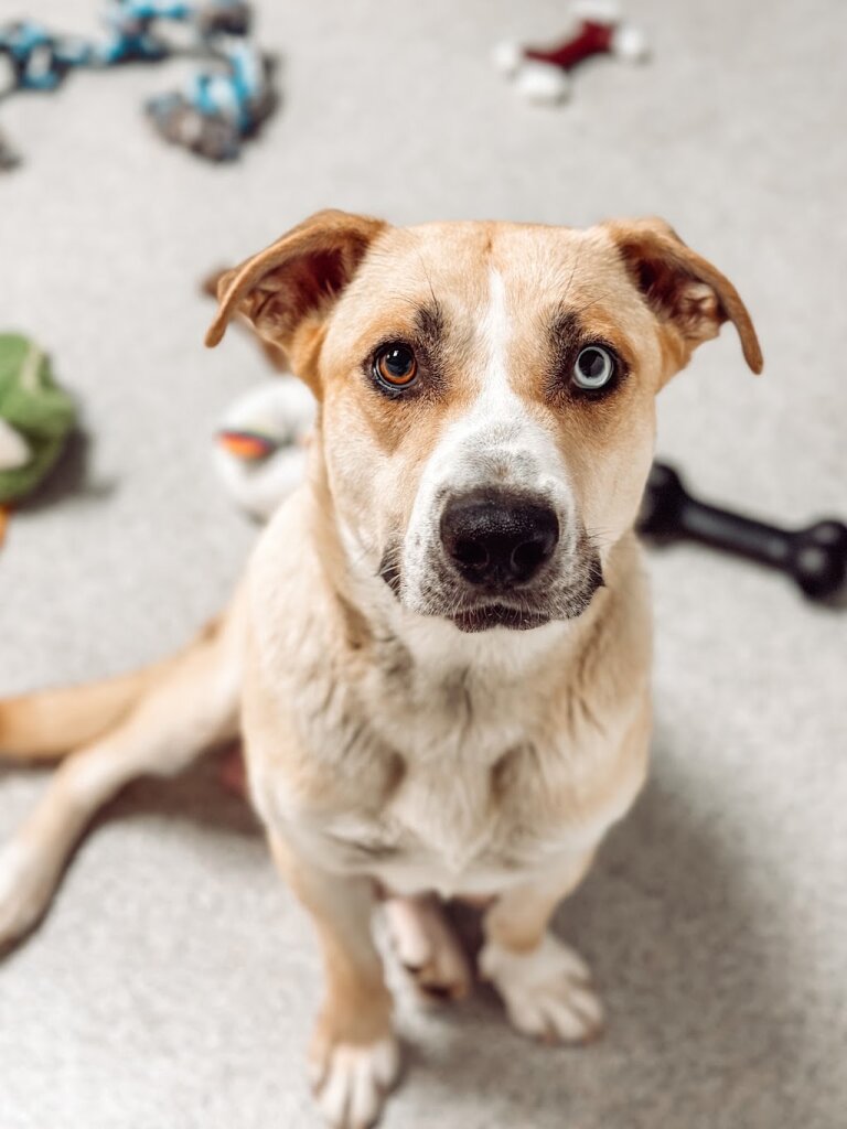 Almost There: A Mom + Pups Rescue in Phoenix, AZ