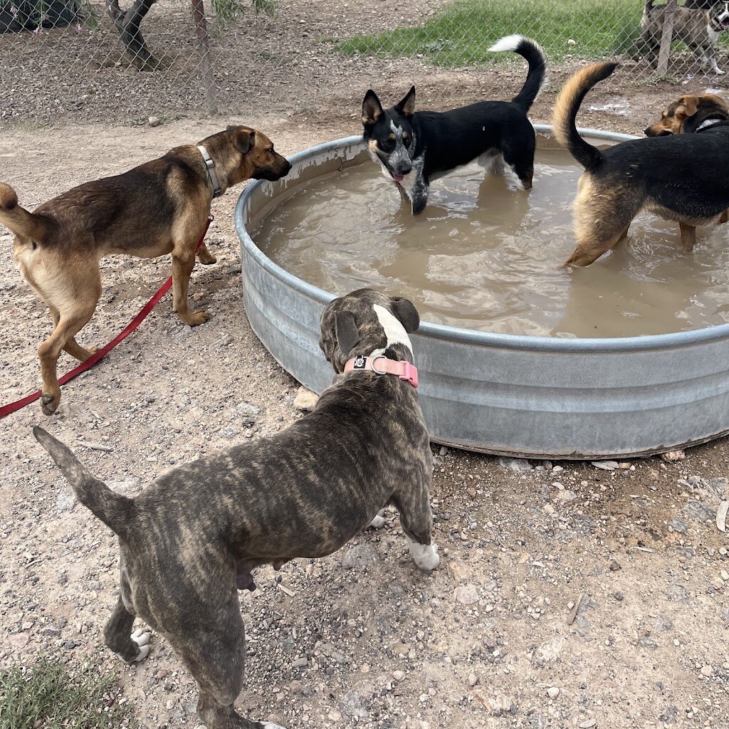 Alpine Animal Shelter in Alpine, TX