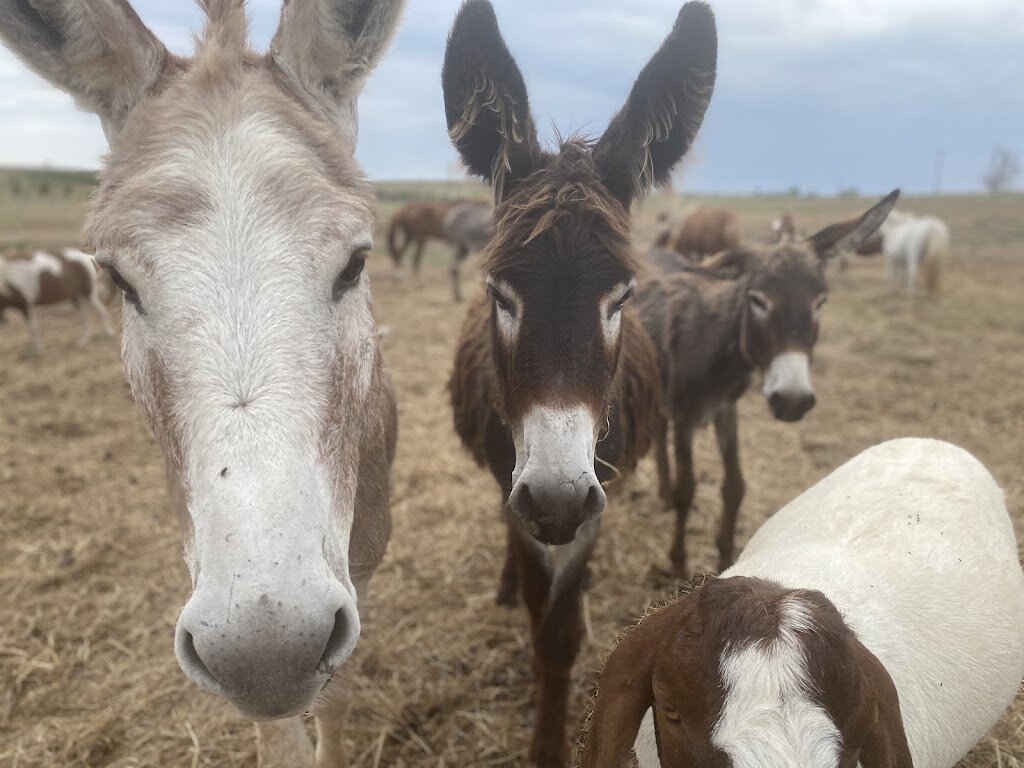 Always Room For One More Rescue/Sanctuary in Canadian, TX