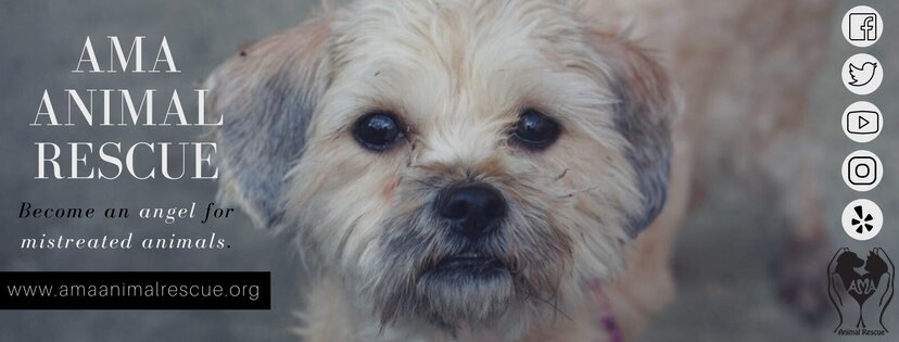 AMA Animal Rescue in Brooklyn, NY