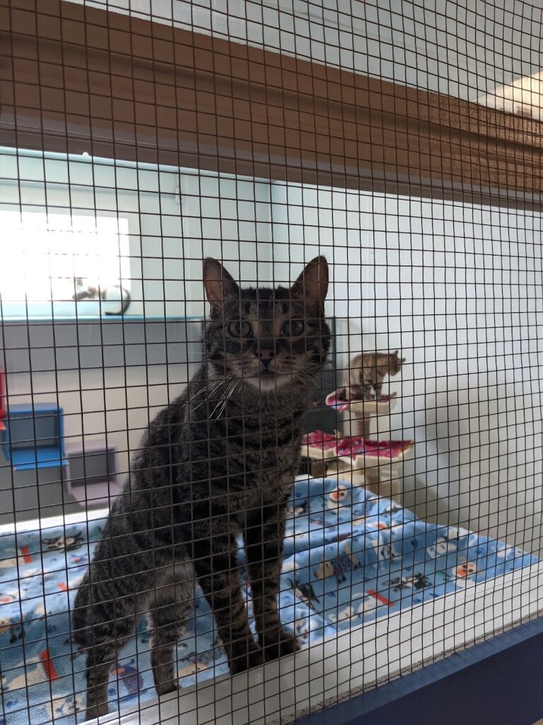 Amazing Grace Animal Rescue animal shelter in Saginaw, MI