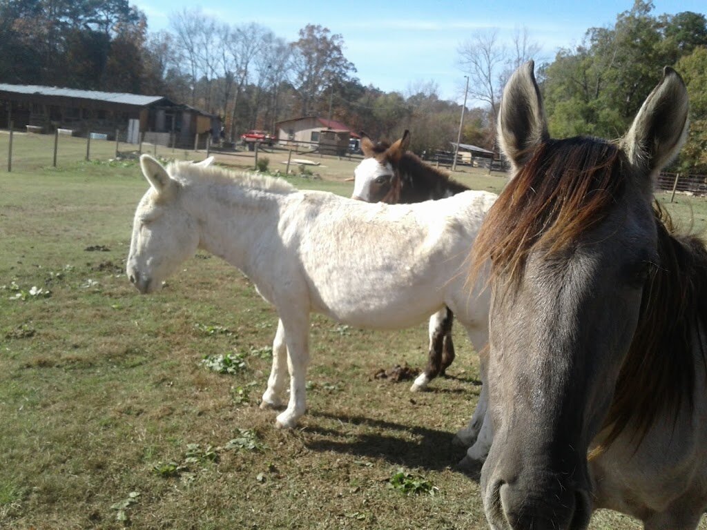 America's Equine Sanctuary at Blue Shadow Farm animal shelter in Denton, NC