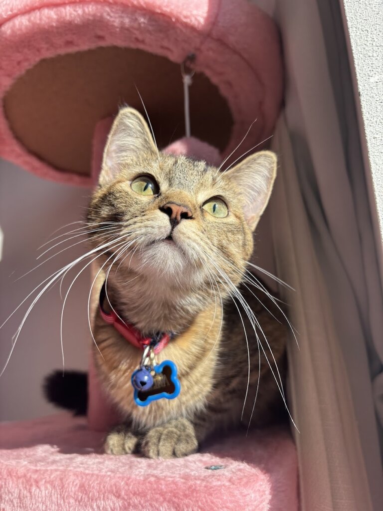 Ames Animal Shelter in Ames, IA
