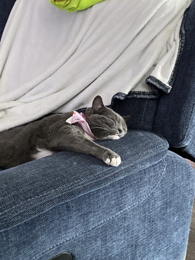 Angel's Kitten Rescue in Loris, SC
