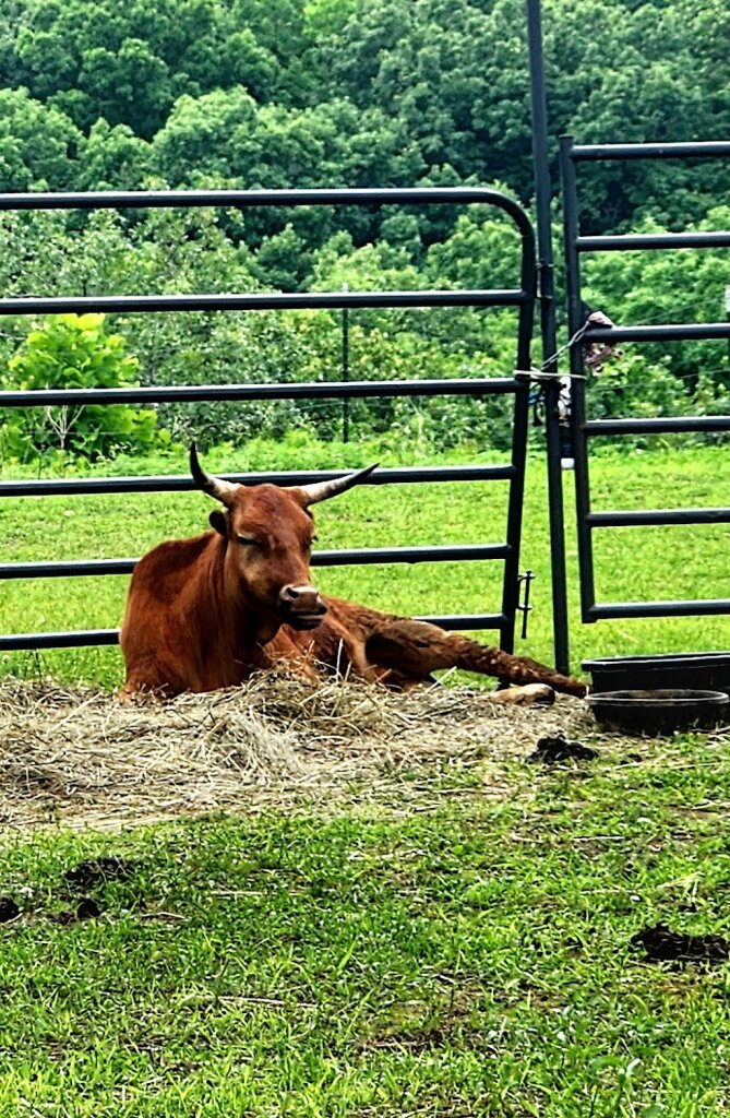 Angels with Tails Animal Sanctuary animal shelter in Rocky Mount, MO