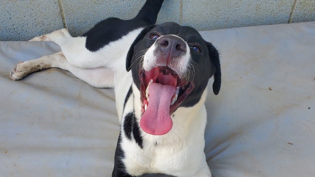 Ani-Care Animal Shelter in Nyssa, OR