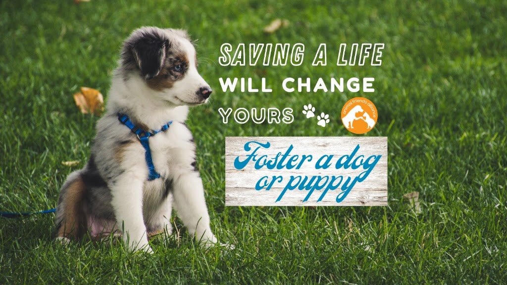 Animal Friends Alliance Adoption Center animal shelter in Fort Collins, CO