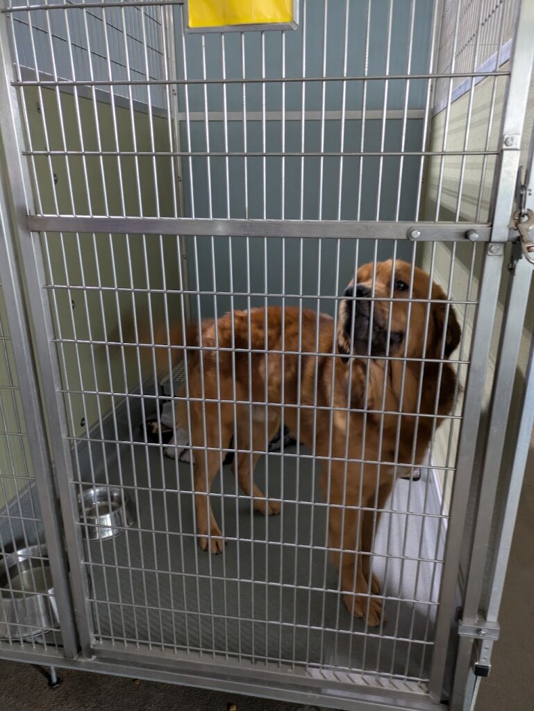 Animal Friends at Wyoming County Animal Shelter in Silver Springs, NY