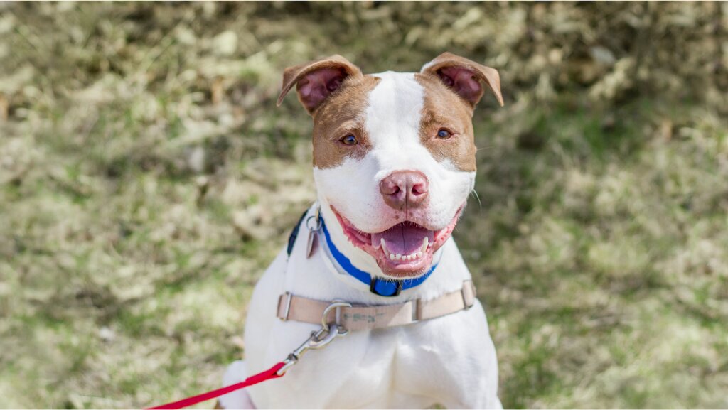 Animal Humane Society in Woodbury, MN