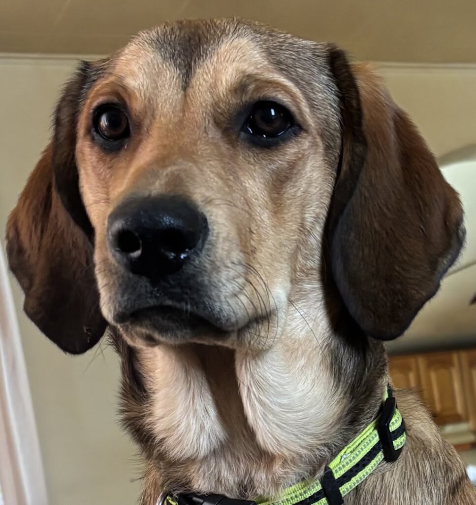 Animal Rescue Coalition in Big Rapids, MI