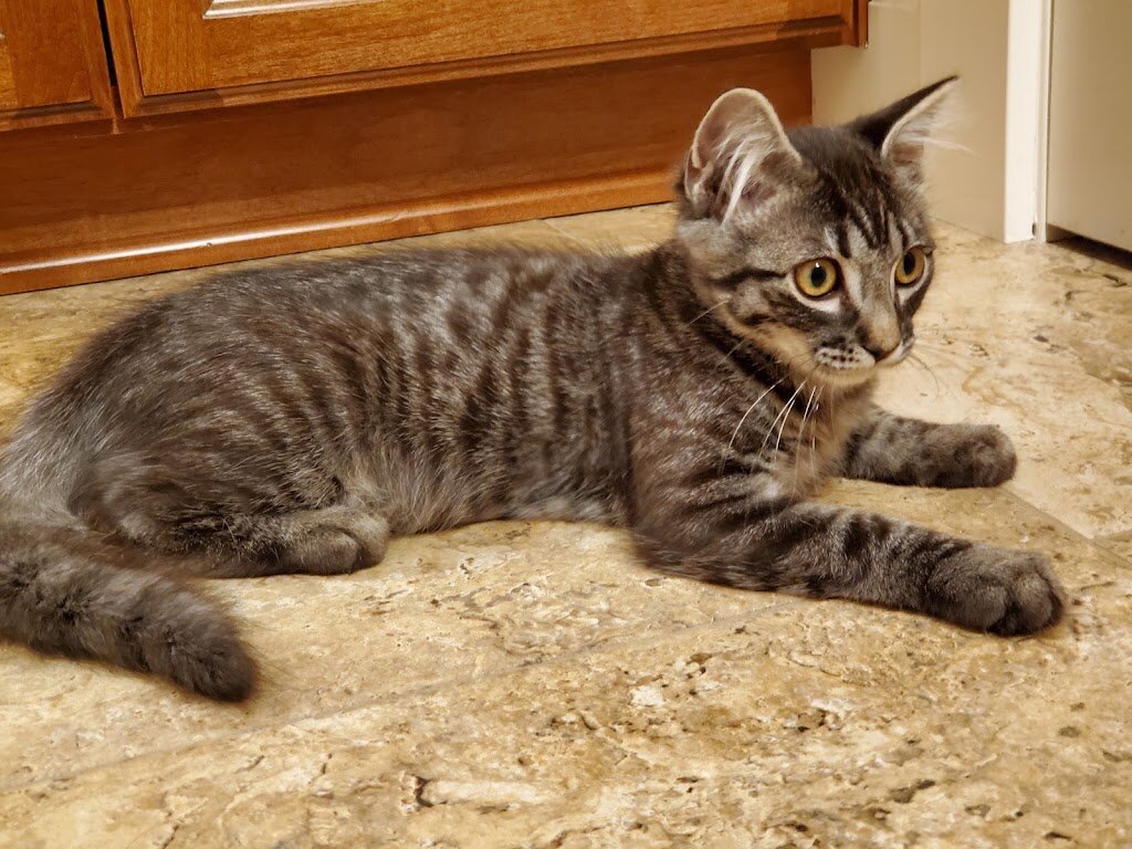 Animal Rescue Foundation, Inc Grangeville Idaho County in Grangeville, ID