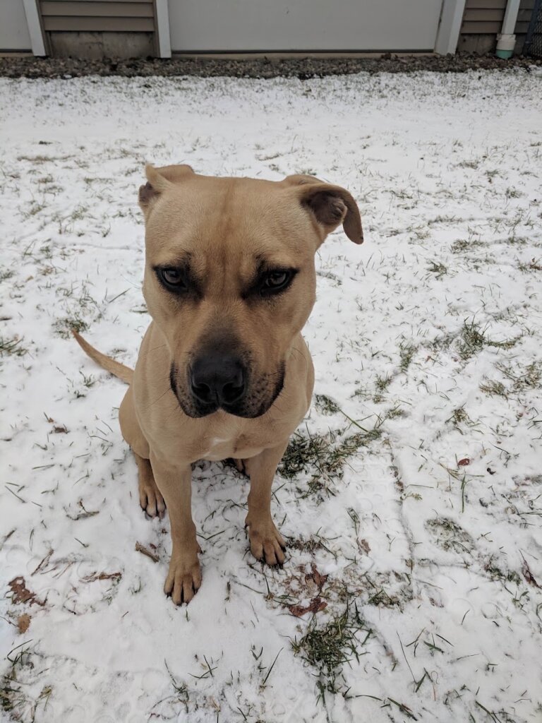 Animal Rescue Foundation in Plymouth, CT